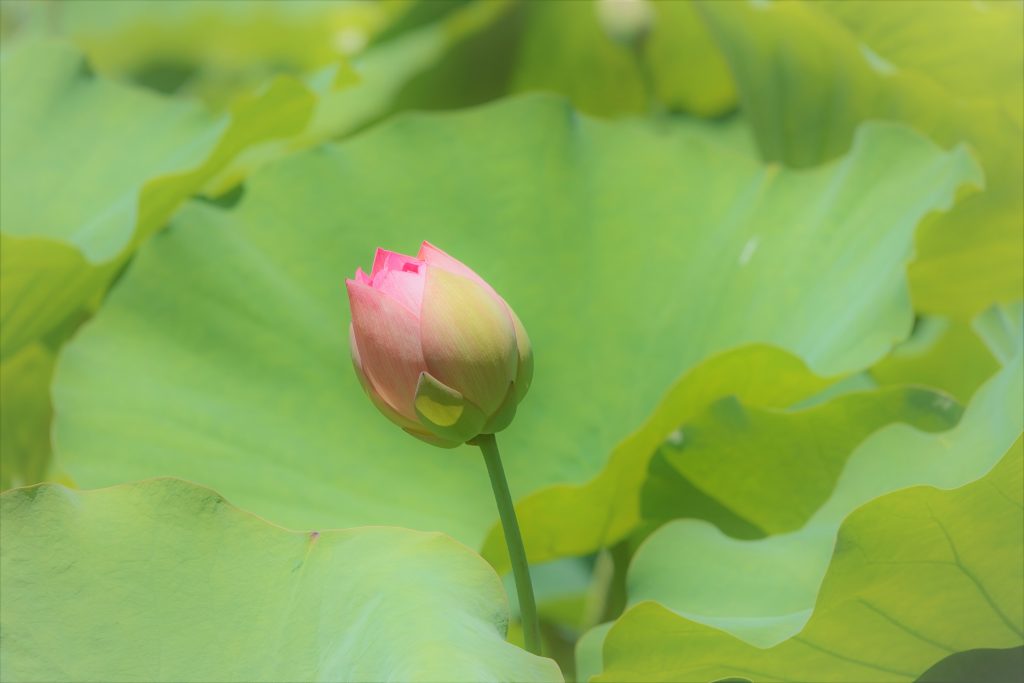 此图像的alt属性为空；文件名为DSC00036-2-1024x683.jpg