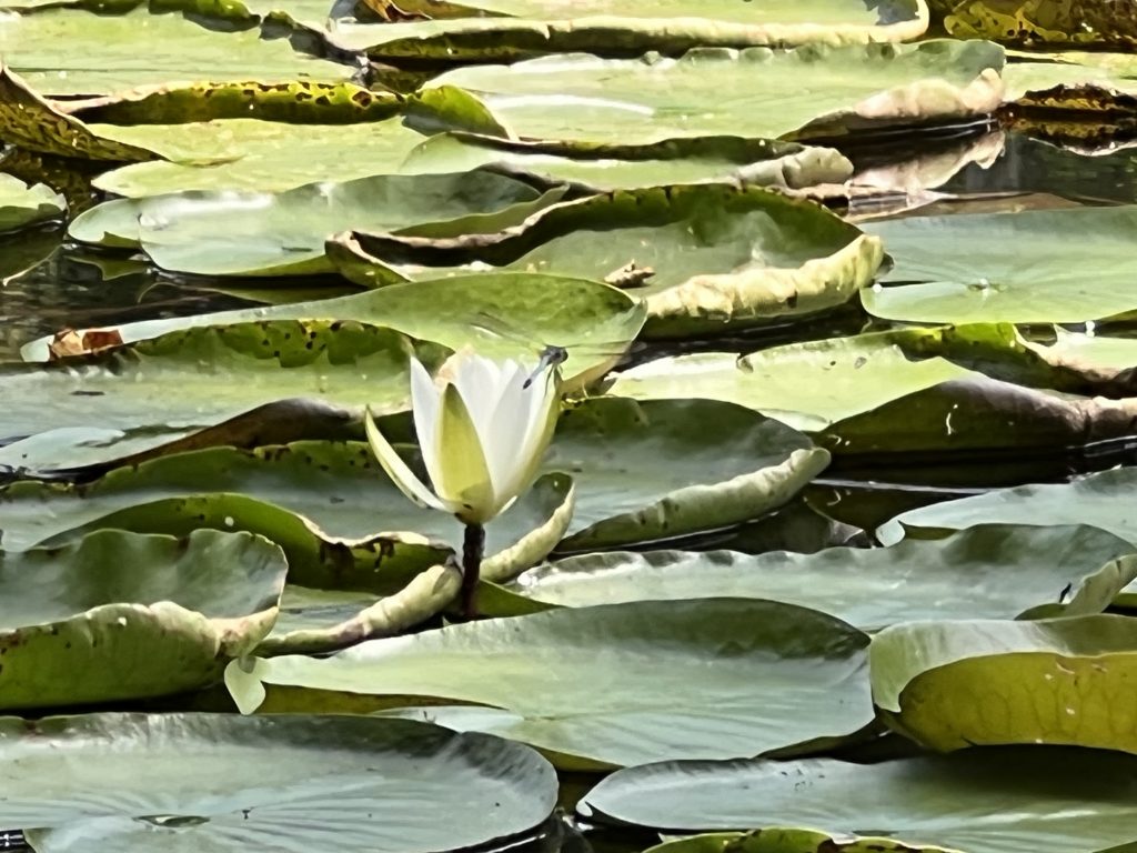 此图像的alt属性为空；文件名为IMG_6468-1024x768.jpg